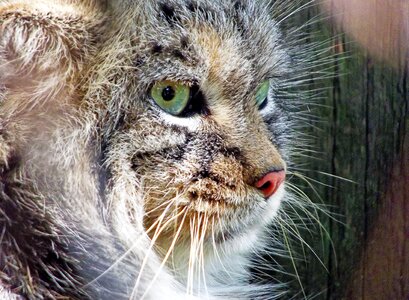 Cat beast manul photo