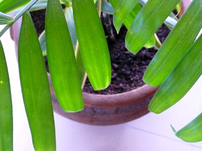 Palm earth flowerpot