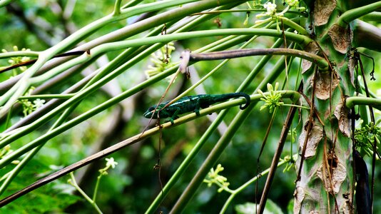 Reunion island twigs endemic