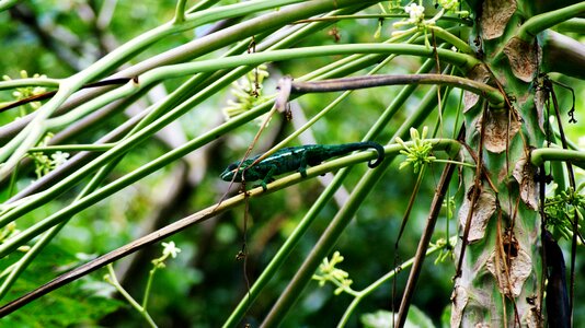 Reunion island twigs endemic photo