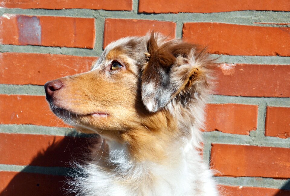 Shepherd canine animal photo