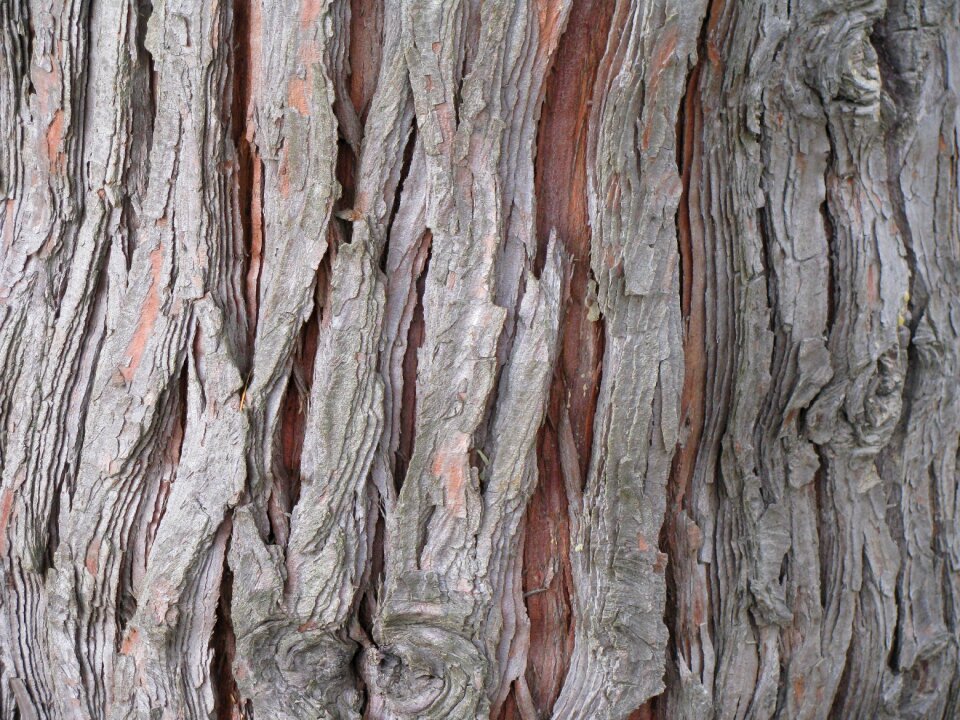 Trunk chamaecyparis lawsoniana