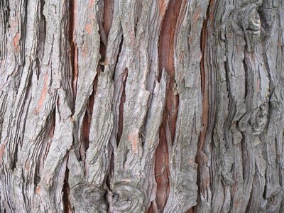Trunk chamaecyparis lawsoniana