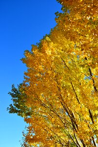 Yellow leaves blue sky the scenery photo