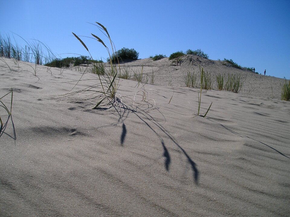 Dune lithuania kuršská scythe