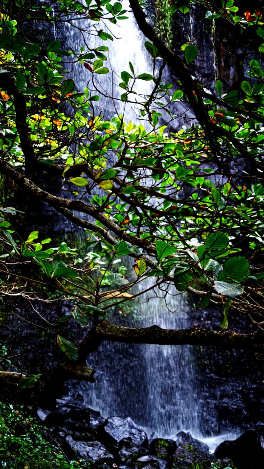 Branches leaves falls
