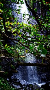 Branches leaves falls