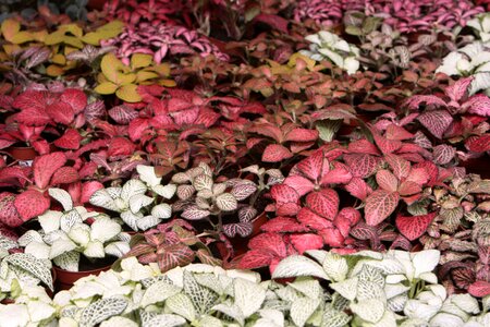 Green leaf foliage
