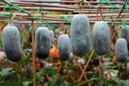 Winter melon plant vines