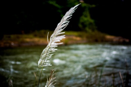 Field spring summer