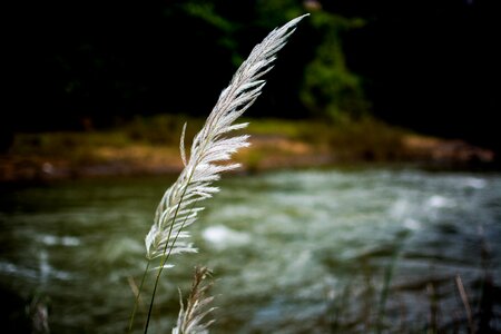 Field spring summer photo