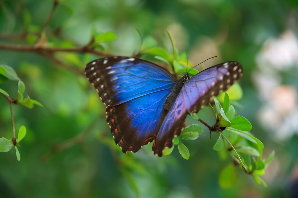 Butterfly colorful delicate