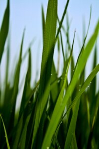 Green in wheat field plant