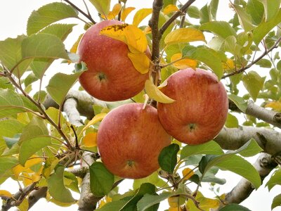 Ringo the apple tree orchard