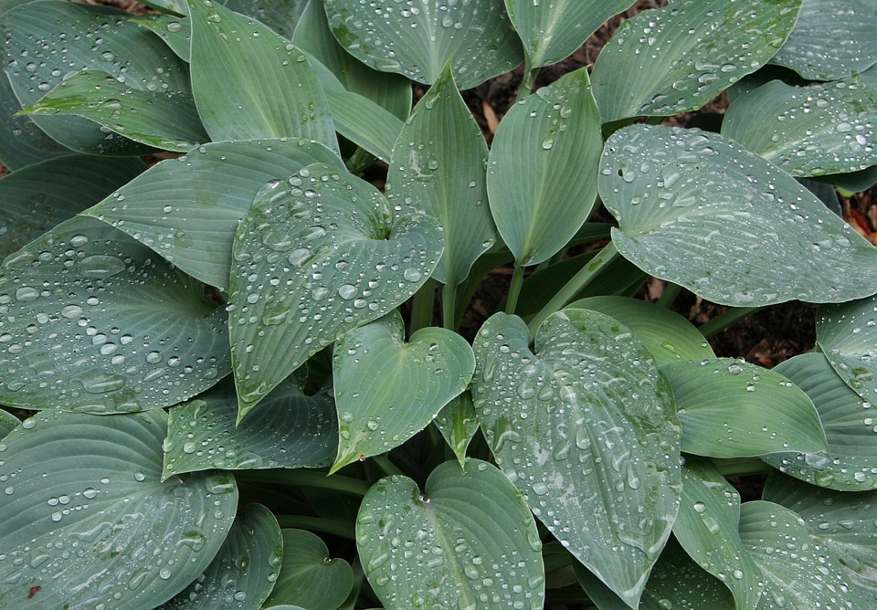 Floral plant natural
