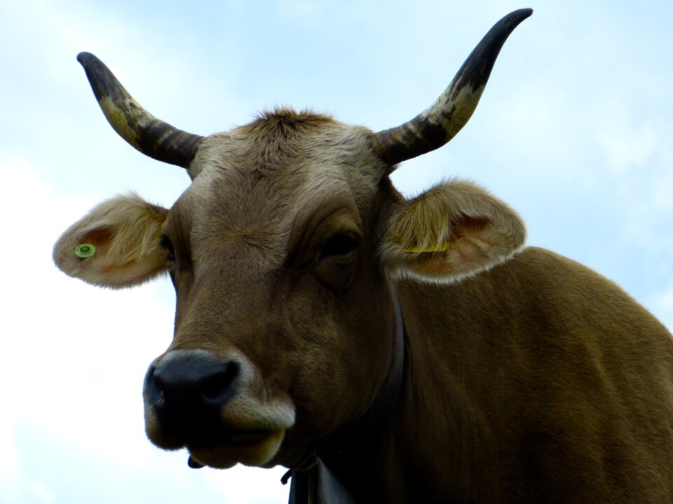 Milk cow horns agriculture