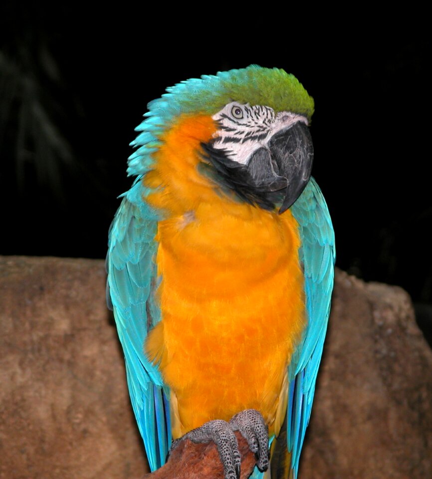 Tropical colorful vivid