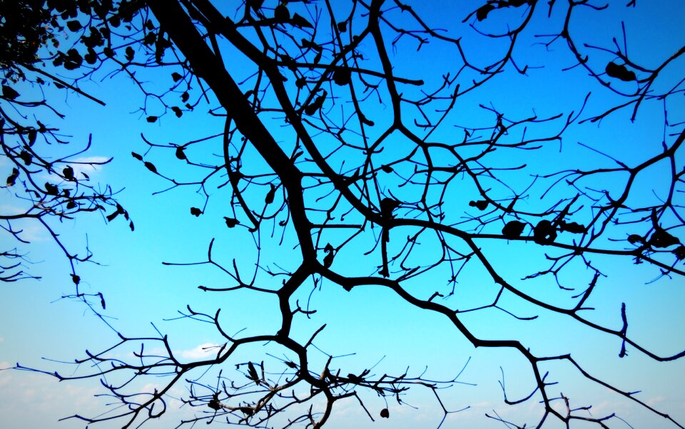 Tree nature silhouette photo