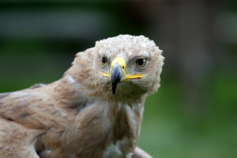 Predator portrait looking