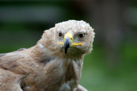 Predator portrait looking