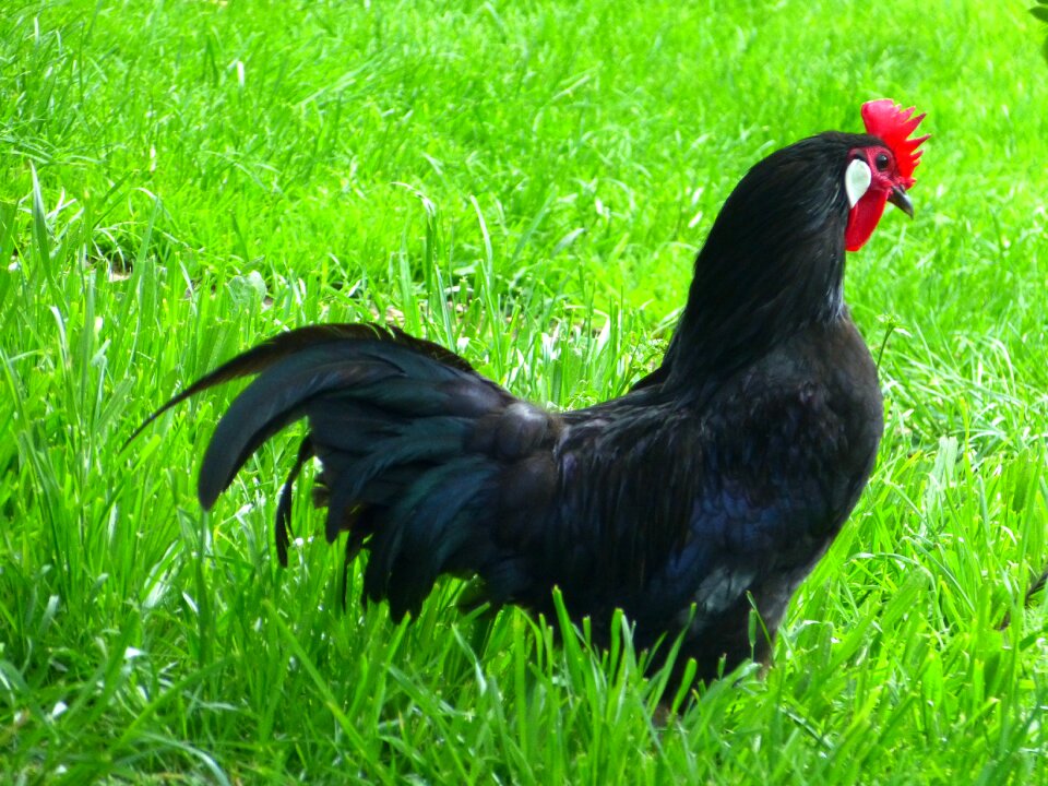 Chicken breed livestock hahn