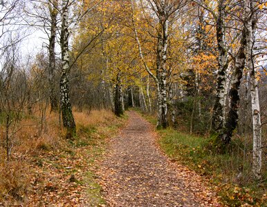 Nature hiking trail