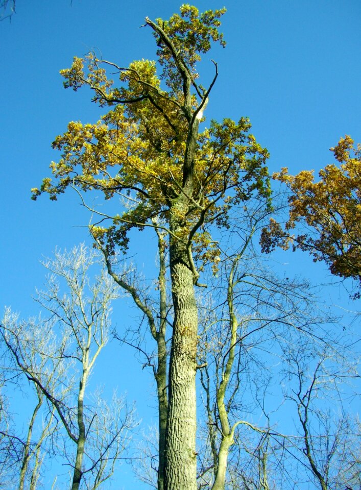 High sky blue photo