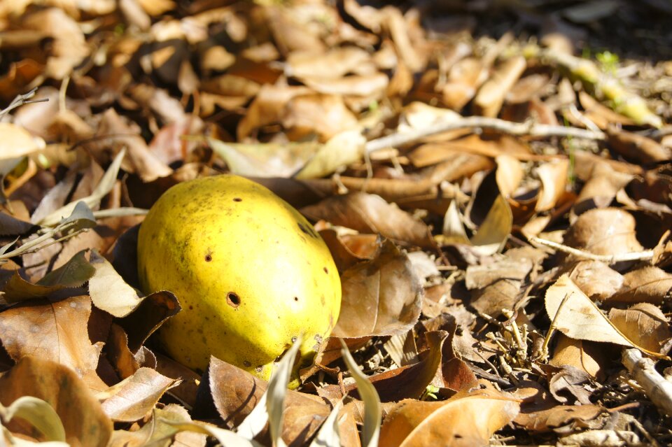 Autumn leaves nature seasonal