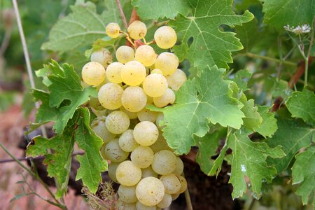 Fruit vineyard agriculture