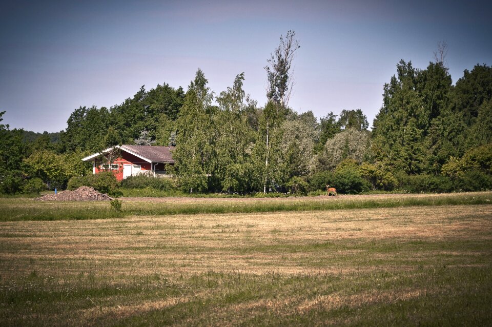 Nature trees field