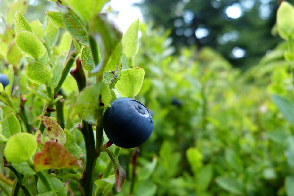 Fruit berries blueberries