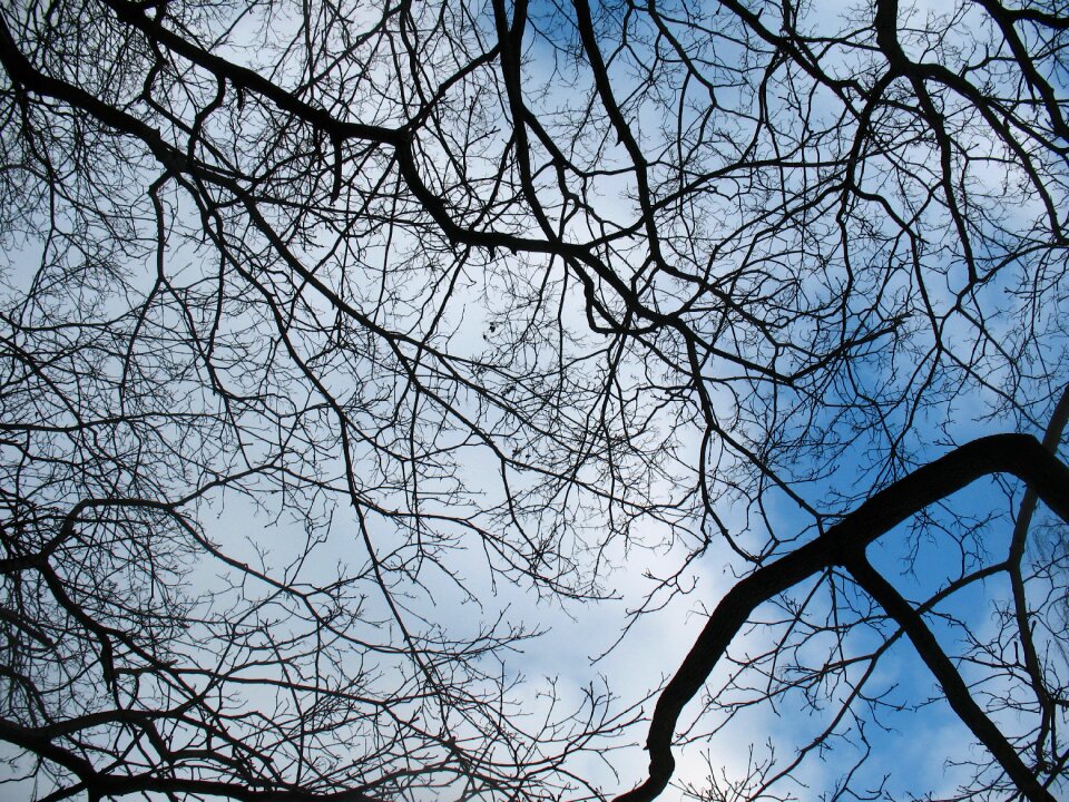 Blue black nature