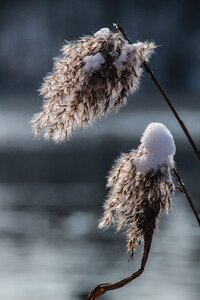 Frost cold frozen photo