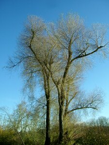 Aesthetic branches sky photo