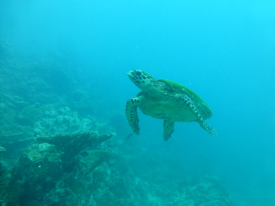 Sea blue diving