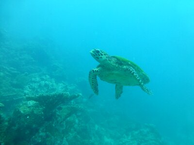 Sea blue diving