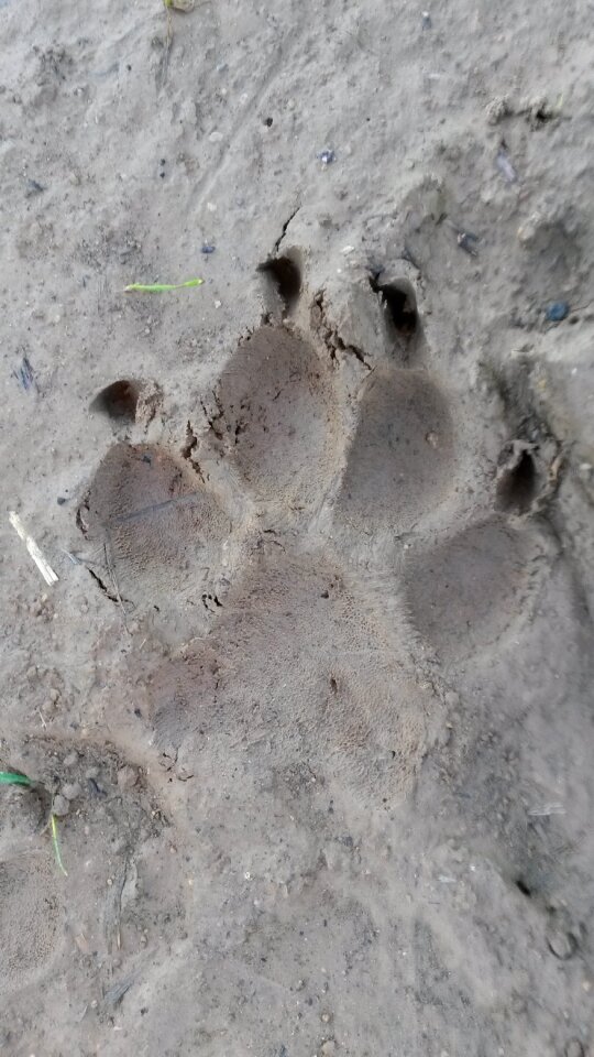 Traces dog animal tracks