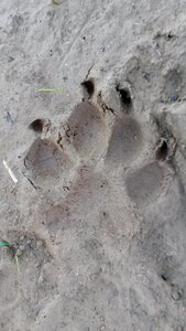 Traces dog animal tracks