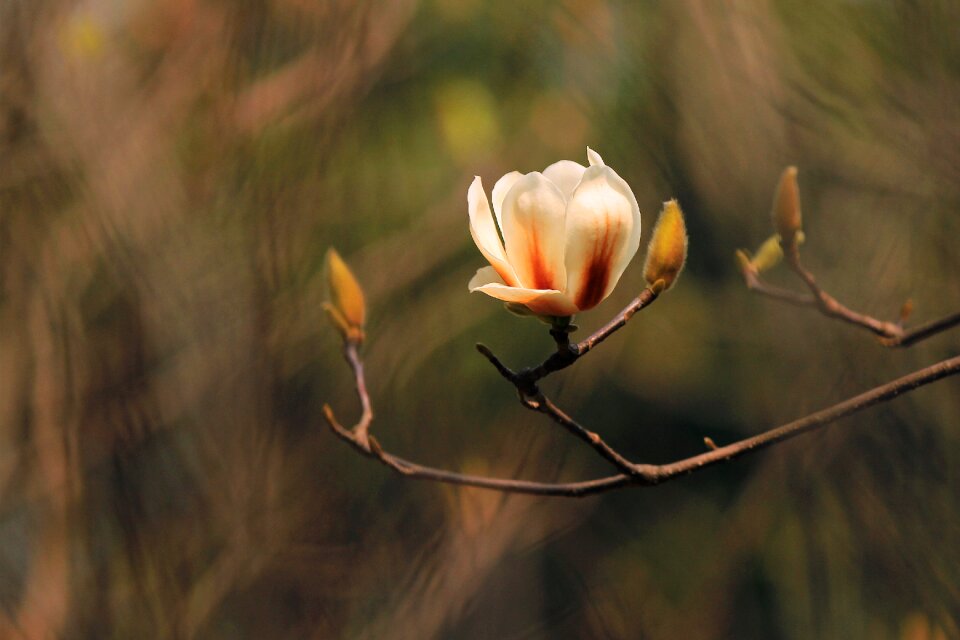 Magnolia macro flowers