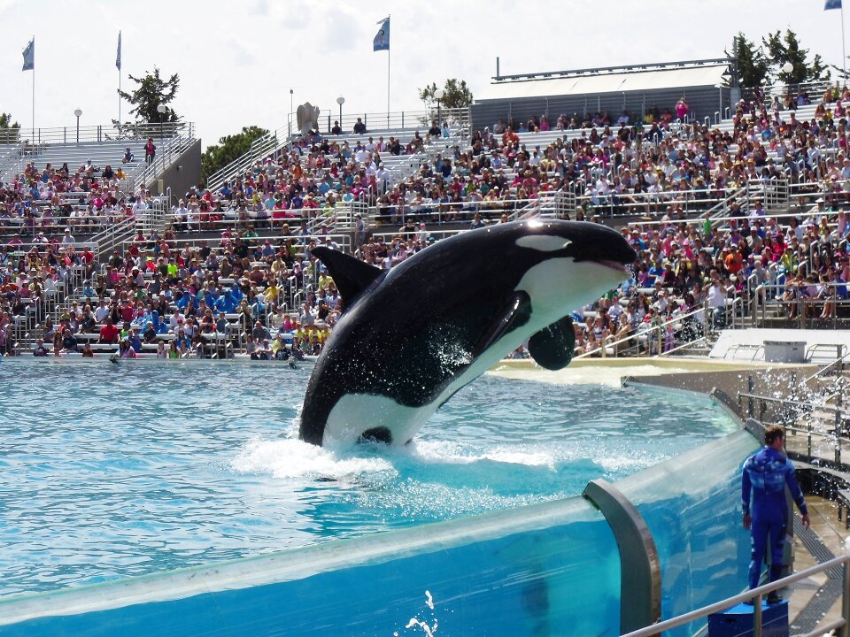 Seaworld aquarium animal