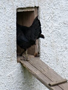 Chicken coop chicken steps poultry photo