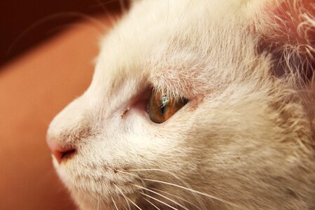 Cat animal white cat photo