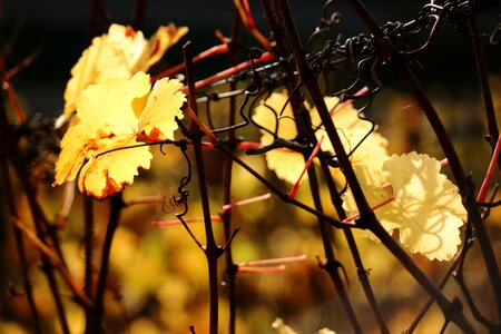 Yellow golden autumn wine photo