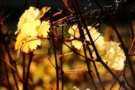 Yellow golden autumn wine
