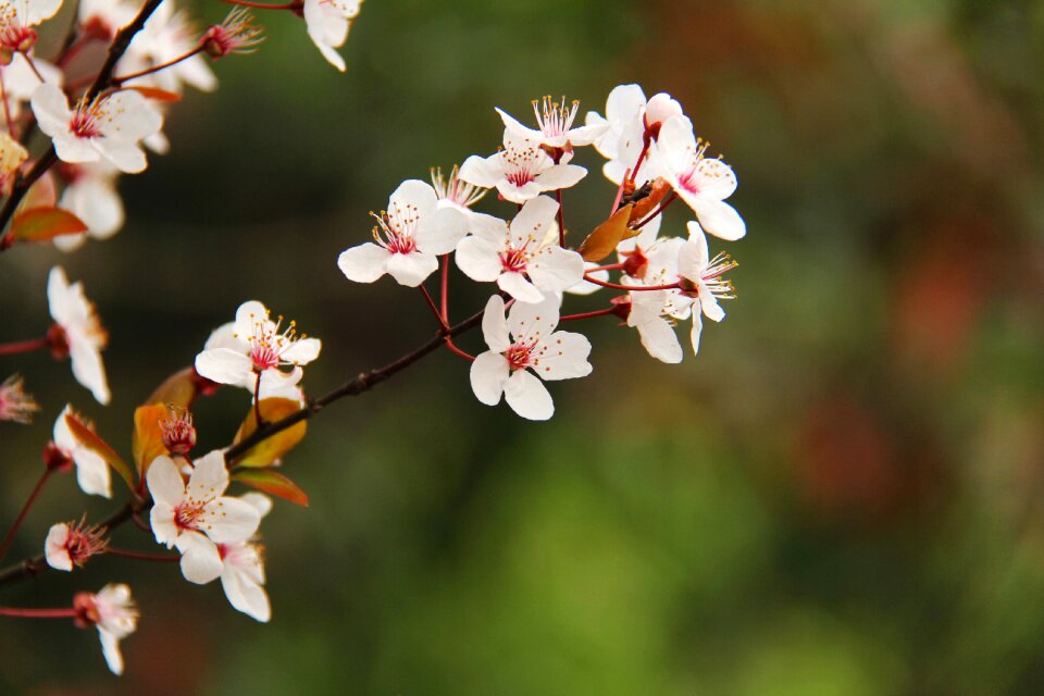 Beautiful blossoms march