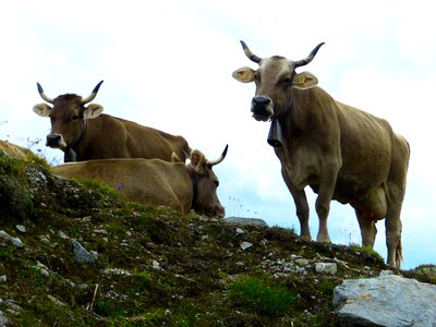 Milk cow horns agriculture