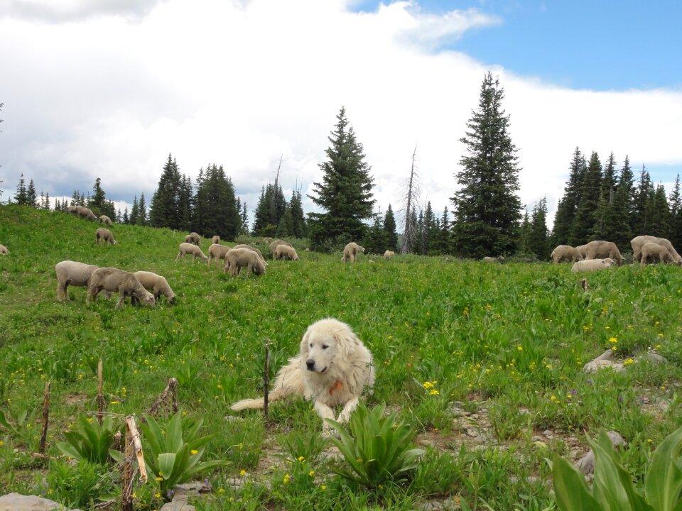 Outdoor animal mountain