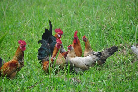 Poultry village cock photo