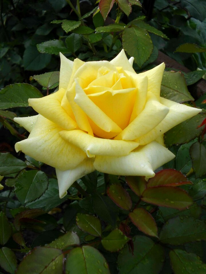 Nature garden flower garden