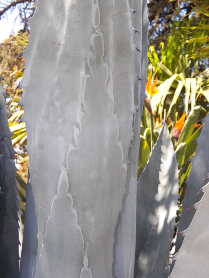 Desert succulent cacti